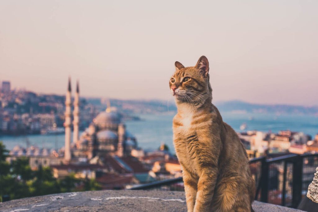 Cat overlooking Istanbul skyline with mosque and Bosphorus, representing safe lifestyle and UK expat living in Turkey for UK nationals.