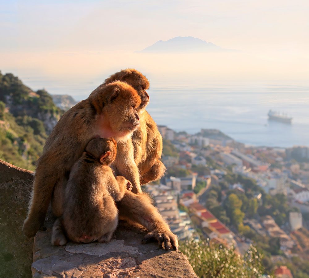Barbary macaques on the Upper Rock in Gibraltar.